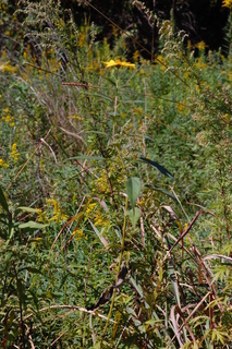 Helianthus giganteus, Tall Sunflower