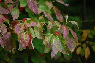 Cornus florida, Dogwood berries
