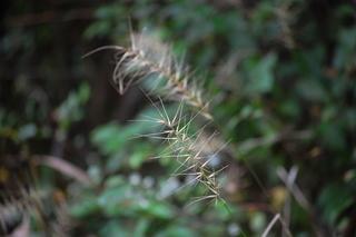 Hystrix patula, Bottlebrush grass