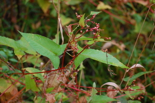 Polygonum arifolium, Halberd-leaved tearthumb