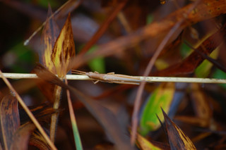 Leptysma marginicollis, Cattail Toothpick Grasshopper