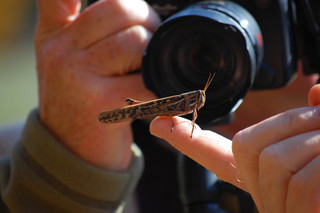 Schistocerca americana, American Bird Grasshopper