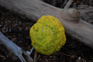 Maclura pomifera, Osage Orange Tree Fruit