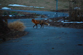 Vulpes vulpes, Red Fox