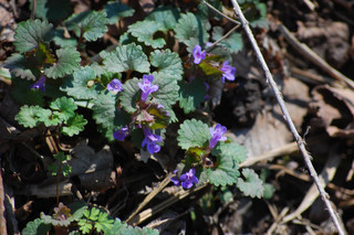 Glechoma hederacea, Gill-over-the -ground