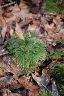 Lycopodium obscurum, Tree Clubmoss now Dendrolycopodium obscurum