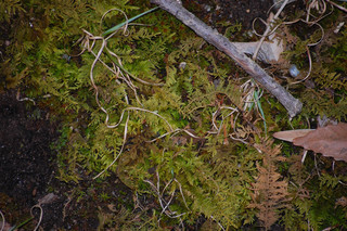 Thuidium delicatulum, Ostrich Plume Moss