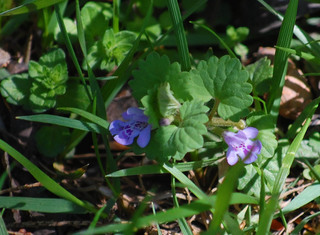 Glechoma hederacea, Gill oer the ground