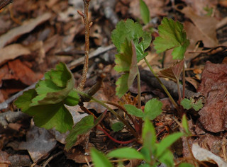 Heuchera americana, Alumroot winter leaves