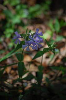 Phlox divaricata, Wild Blue Phlox