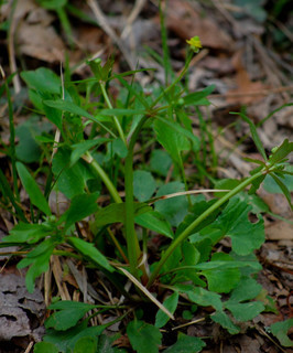 Ranunculus abortivus, Aborted Buttercup