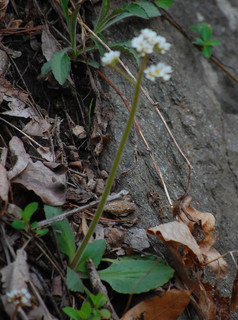 Saxifraga virginiensis, Early Saxifrage