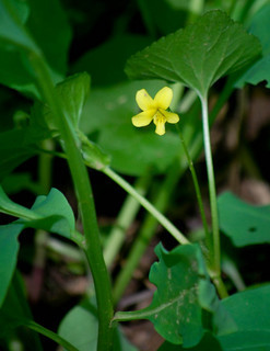 Viola pensylvanica, Smooth Yellow Violet
