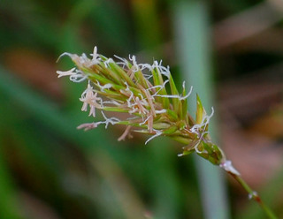 Anthoxanthum odoratum, Sweet Vernal Grass