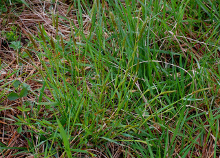 Anthoxanthum odoratum, Sweet Vernal Grass