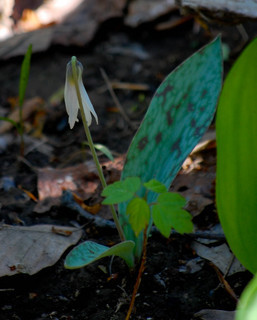 Erythronium albidum, White Trillium