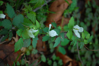 Rubus flagellaris, Northern Dewberry