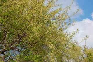 Salix nigra, Black Willow