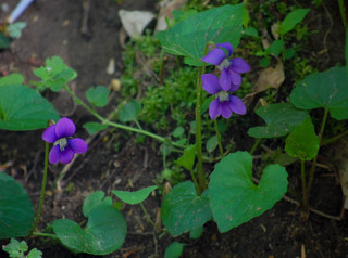 Viola sororia, V. papilionacea - Common Blue Violet