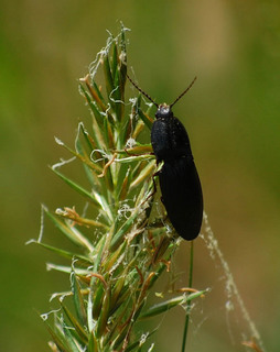 Calosoma externum, Ground Beetle