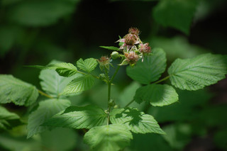 Rubus occidentalis, Black Raspberry