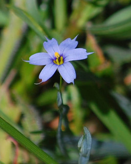 Sisyrinchium angustifolium, Narrow-leaved Blue-eyed Grass
