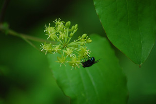 Smilax herbacea, Carrion-flower Male