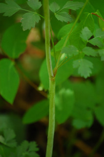 Thaspium barbinode, Bearded Meadow-parsnip