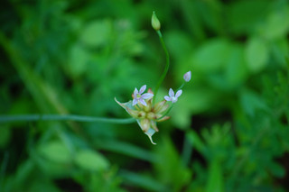 Allium canadense, Meadow Garlic