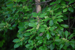 Ilex verticillata, Winterberry