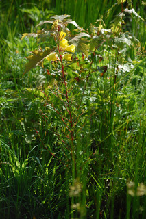 Oenothera fruticosa, Narrow-leaved Sundrops