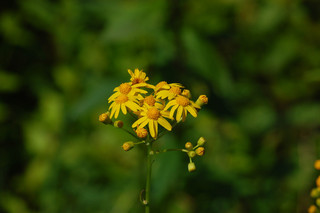 Packera aurea, Golden Ragwort