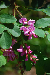 Robinia hispida, Rose Acacia
