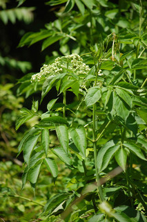 Sambucus nigra canadensis, Elderberry