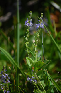 Veronica officinalis, Common Speedwell
