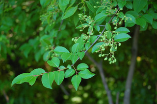 Viburnum prunifolium, Black Haw