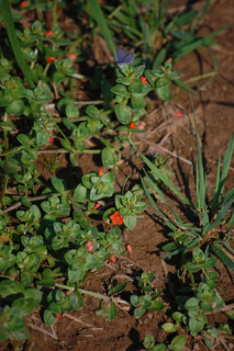 Anagallis arvensis, Scarlet Pimpernel