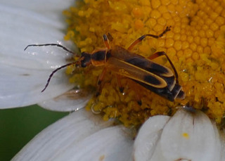 Chauliognathus marginatus, Early Soldier Beetle