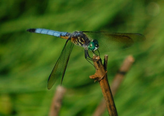 Pachydiplax longipennis, Blue Dasher male
