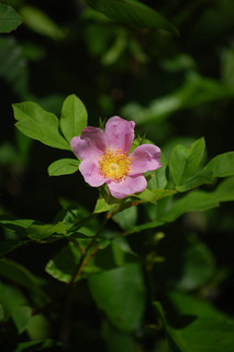 Rosa palustris, Swamp Rose