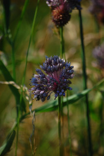 Allium vineale, Field Garlic