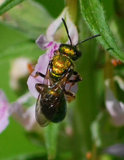 Augochlora pura, Pure Green Sweat Bee