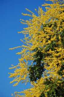 Koelreuteria paniculata, Goldenrain Tree