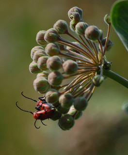 Tetraopes tetrophthalmus, Red Milkweed Beetles