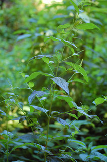 Verbena urticifolia, White Vervain