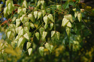 Koelreuteria paniculata, Goldenrain Tree Fruit