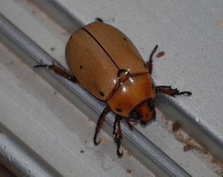 Pelidnota punctata, Grapevine Beetle