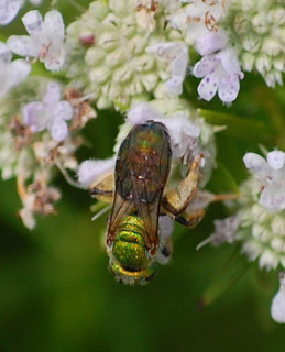 Augochlorella aurata, Sweat Bee