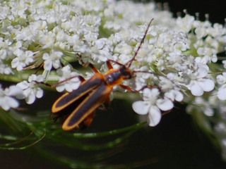 Chauliognathus marginatus, Soldier Beetle