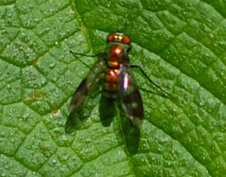 Condylostylus occidentalis, Long-legged Fly